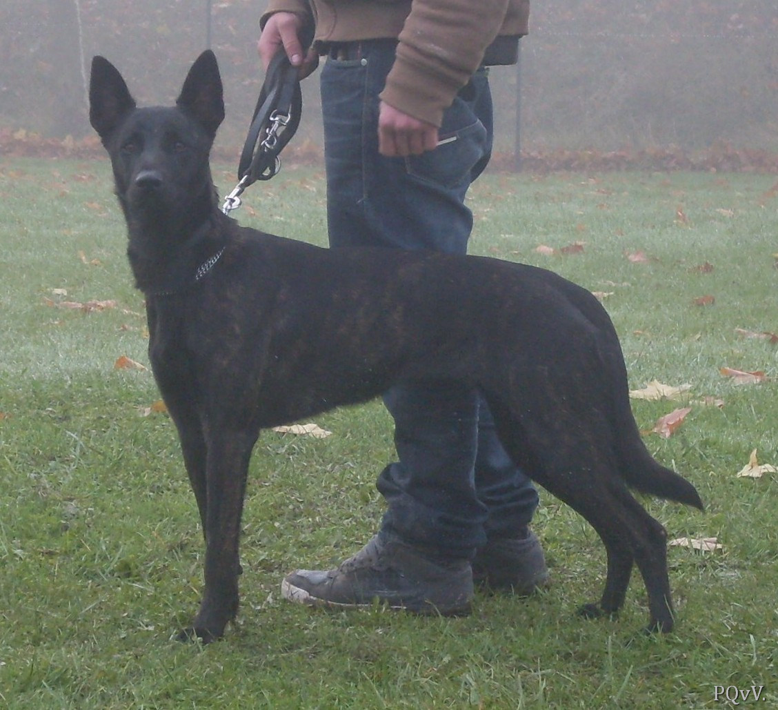  Guapa du Domaine des Sphinx Noirs